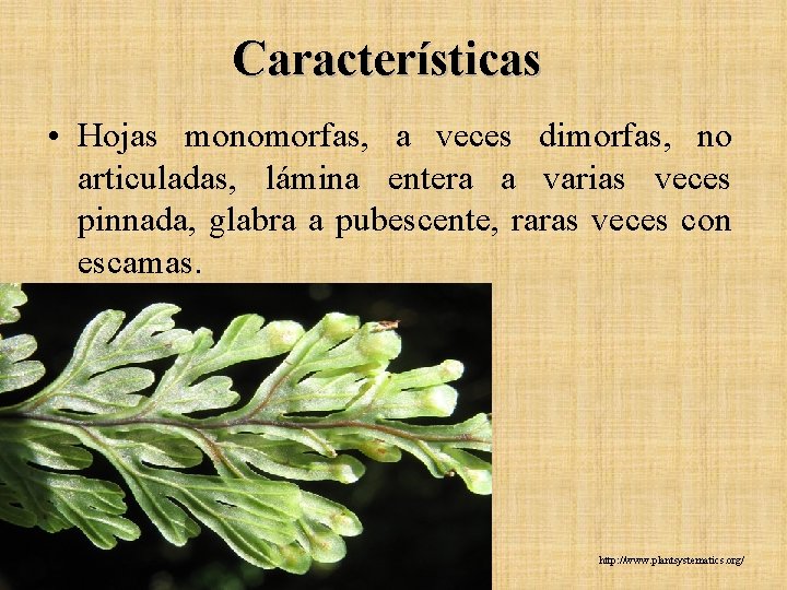 Características • Hojas monomorfas, a veces dimorfas, no articuladas, lámina entera a varias veces Características • Hojas monomorfas, a veces dimorfas, no articuladas, lámina entera a varias veces