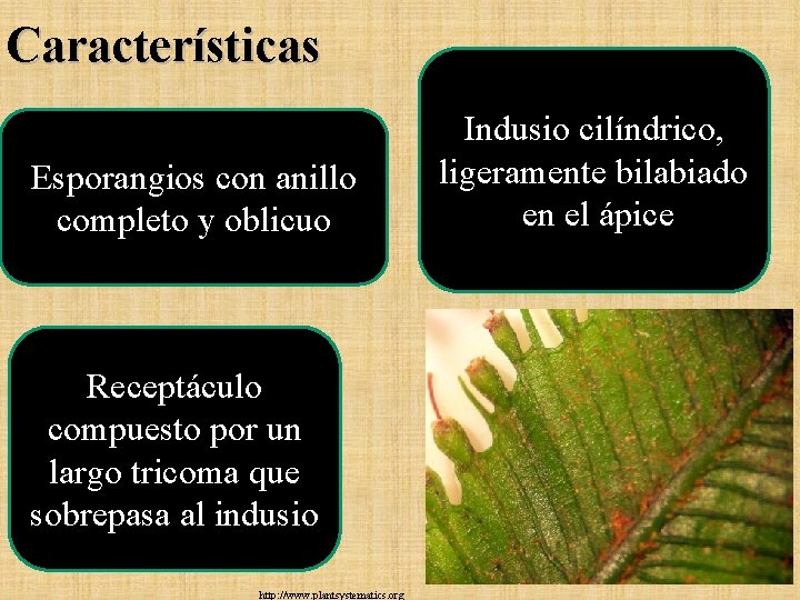 Características Esporangios con anillo completo y oblicuo Receptáculo compuesto por un largo tricoma que Características Esporangios con anillo completo y oblicuo Receptáculo compuesto por un largo tricoma que