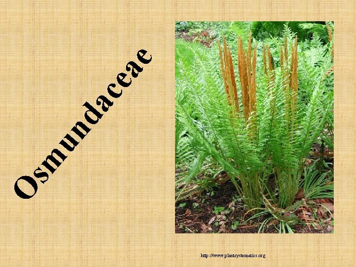 e ce a da un sm O http: //www. plantsystematics. org e ce a da un sm O http: //www. plantsystematics. org