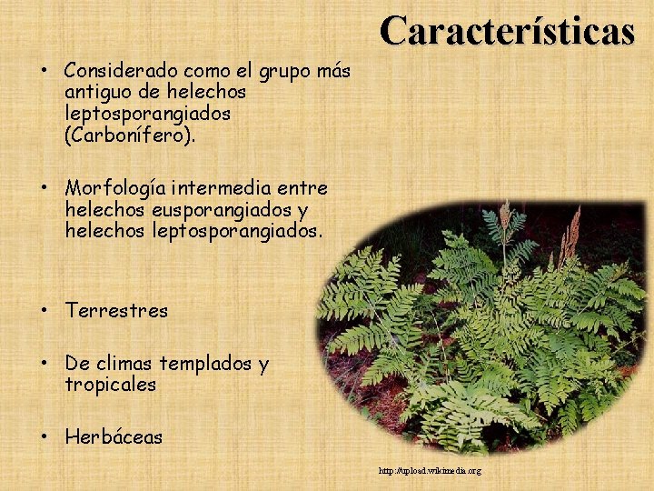 Características • Considerado como el grupo más antiguo de helechos leptosporangiados (Carbonífero). • Morfología Características • Considerado como el grupo más antiguo de helechos leptosporangiados (Carbonífero). • Morfología