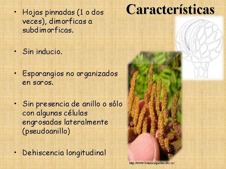 • Hojas pinnadas (1 o dos veces), dimorficas a subdimorficas. Características • Sin • Hojas pinnadas (1 o dos veces), dimorficas a subdimorficas. Características • Sin