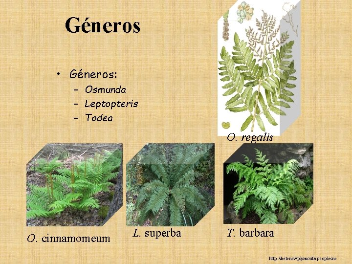 Géneros • Géneros: – Osmunda – Leptopteris – Todea O. regalis O. cinnamomeum L. Géneros • Géneros: – Osmunda – Leptopteris – Todea O. regalis O. cinnamomeum L.