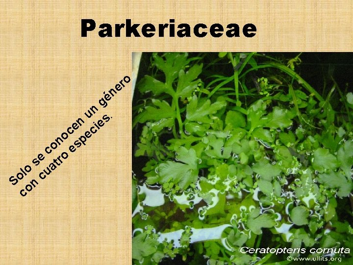 Parkeriaceae o r e n gé un s. n ie e c ec o Parkeriaceae o r e n gé un s. n ie e c ec o