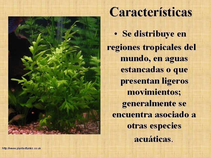 Características • Se distribuye en regiones tropicales del mundo, en aguas estancadas o que Características • Se distribuye en regiones tropicales del mundo, en aguas estancadas o que
