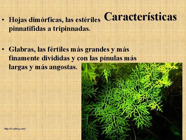 • Hojas dimórficas, las estériles pinnatifidas a tripinnadas. Características • Glabras, las fértiles • Hojas dimórficas, las estériles pinnatifidas a tripinnadas. Características • Glabras, las fértiles