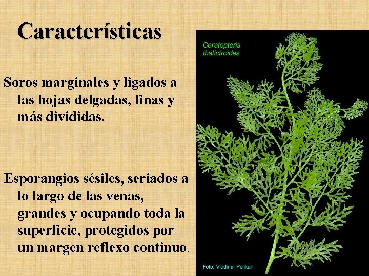 Características Soros marginales y ligados a las hojas delgadas, finas y más divididas. Esporangios Características Soros marginales y ligados a las hojas delgadas, finas y más divididas. Esporangios