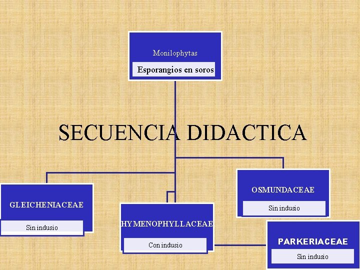 Monilophytas Esporangios en soros SECUENCIA DIDACTICA OSMUNDACEAE GLEICHENIACEAE Sin indusio HYMENOPHYLLACEAE Con indusio PARKERIACEAE Monilophytas Esporangios en soros SECUENCIA DIDACTICA OSMUNDACEAE GLEICHENIACEAE Sin indusio HYMENOPHYLLACEAE Con indusio PARKERIACEAE