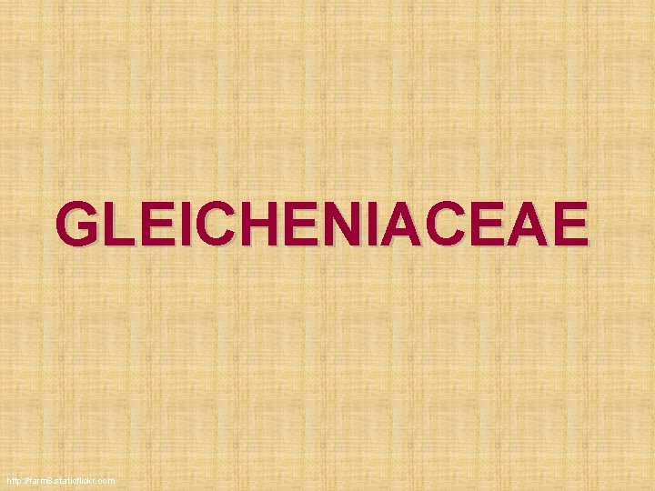 GLEICHENIACEAE http: //farm 8. staticflickr. com GLEICHENIACEAE http: //farm 8. staticflickr. com