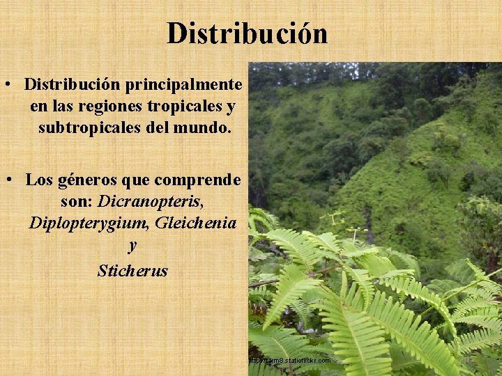 Distribución • Distribución principalmente en las regiones tropicales y subtropicales del mundo. • Los Distribución • Distribución principalmente en las regiones tropicales y subtropicales del mundo. • Los