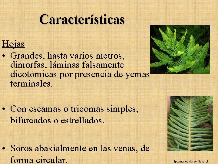 Características Hojas • Grandes, hasta varios metros, dimorfas, láminas falsamente dicotómicas por presencia de Características Hojas • Grandes, hasta varios metros, dimorfas, láminas falsamente dicotómicas por presencia de