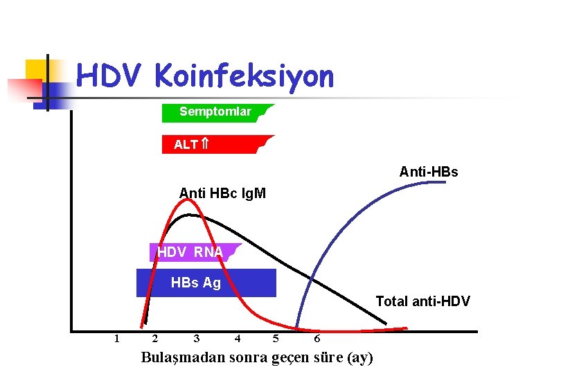 HDV Koinfeksiyon Semptomlar ALT Anti-HBs Anti HBc Ig. M HDV RNA HBs Ag Total