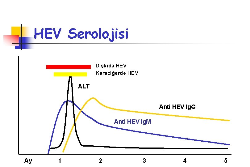 HEV Serolojisi Dışkıda HEV Karaciğerde HEV ALT Anti HEV Ig. G Anti HEV Ig.