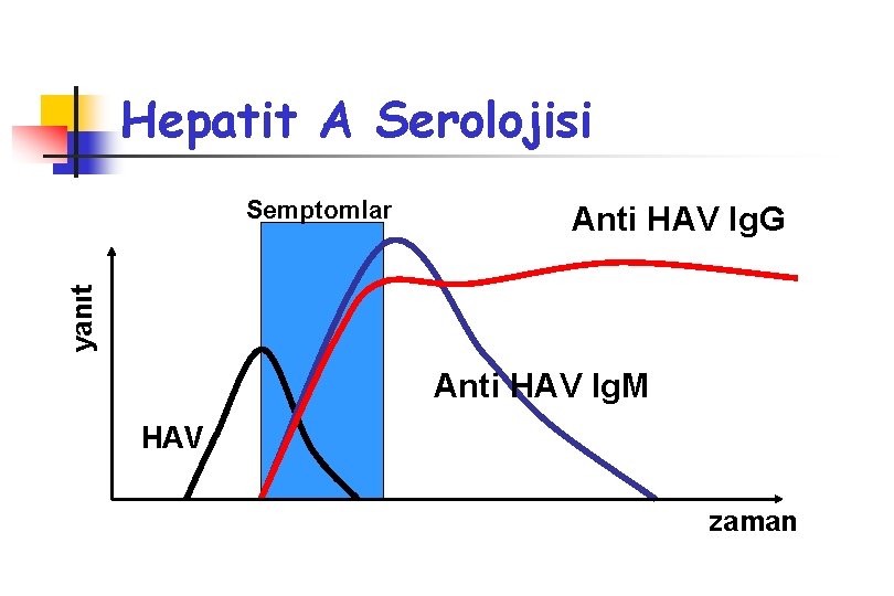 Hepatit A Serolojisi Anti HAV Ig. G yanıt Semptomlar Anti HAV Ig. M HAV