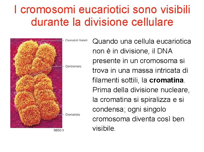 I cromosomi eucariotici sono visibili durante la divisione cellulare Quando una cellula eucariotica non