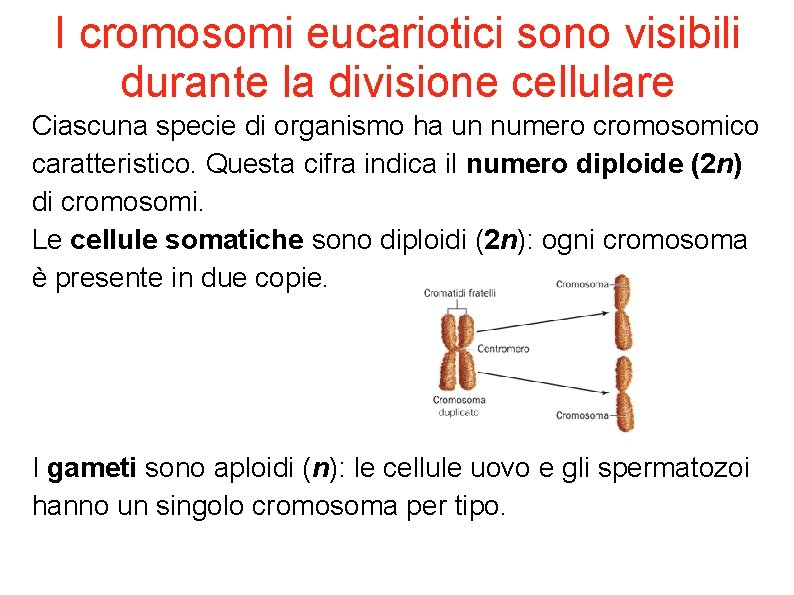 I cromosomi eucariotici sono visibili durante la divisione cellulare Ciascuna specie di organismo ha