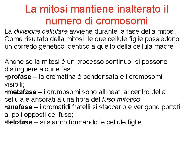 La mitosi mantiene inalterato il numero di cromosomi La divisione cellulare avviene durante la