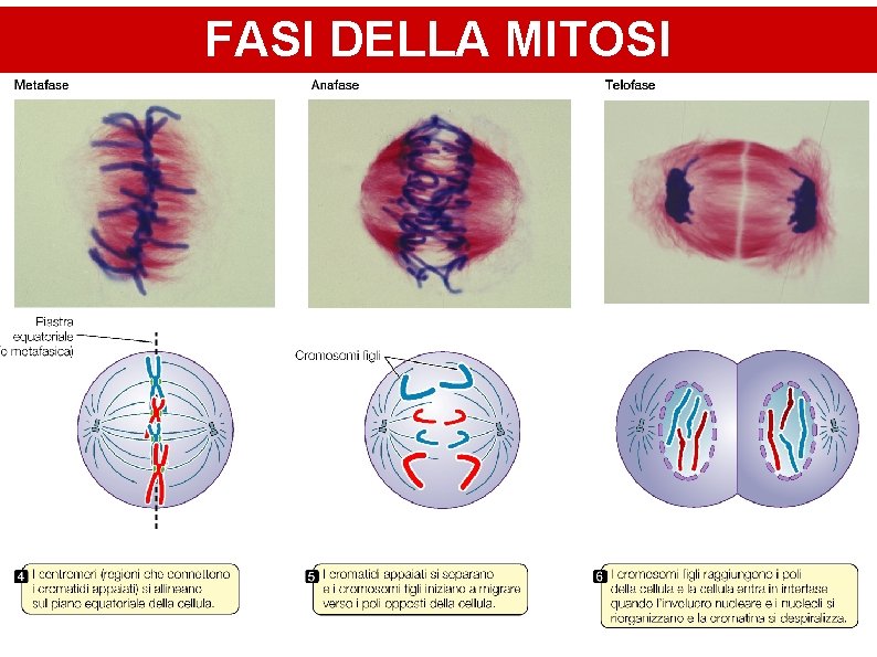 FASI DELLA MITOSI 