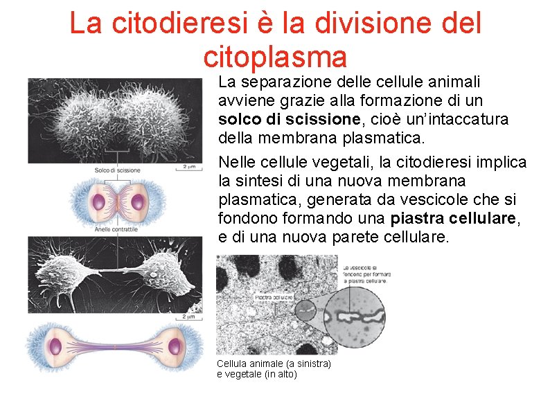 La citodieresi è la divisione del citoplasma La separazione delle cellule animali avviene grazie