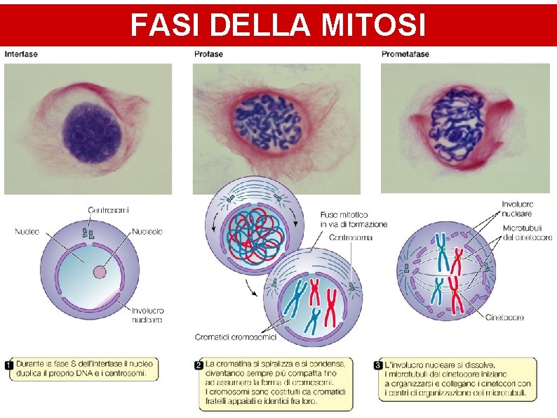 FASI DELLA MITOSI 