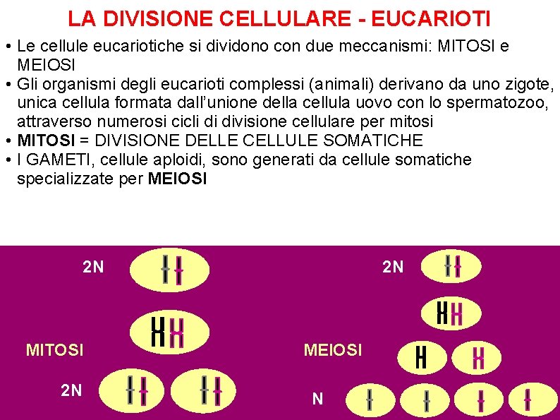 LA DIVISIONE CELLULARE - EUCARIOTI • Le cellule eucariotiche si dividono con due meccanismi: