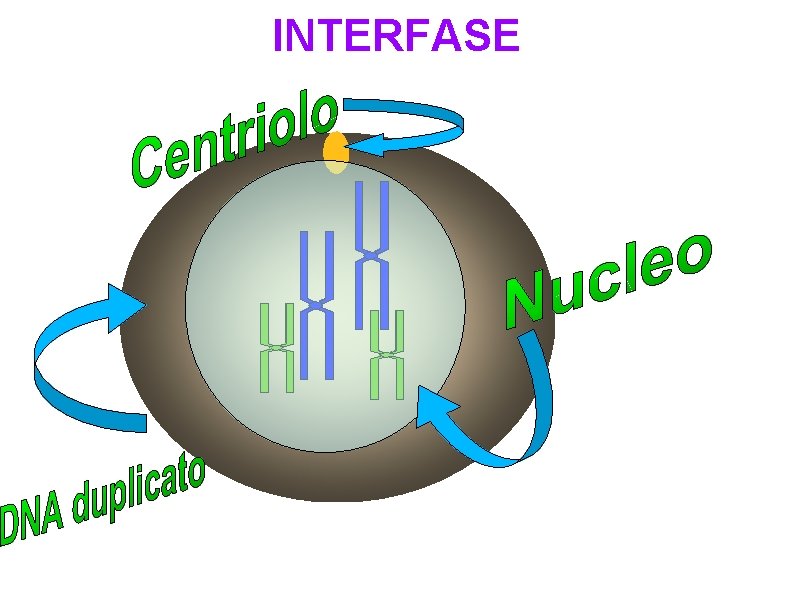 INTERFASE 