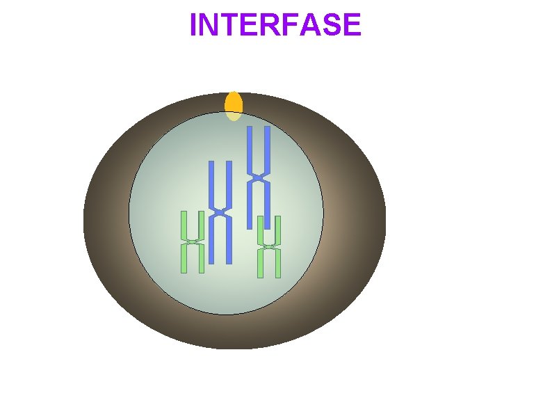 INTERFASE 