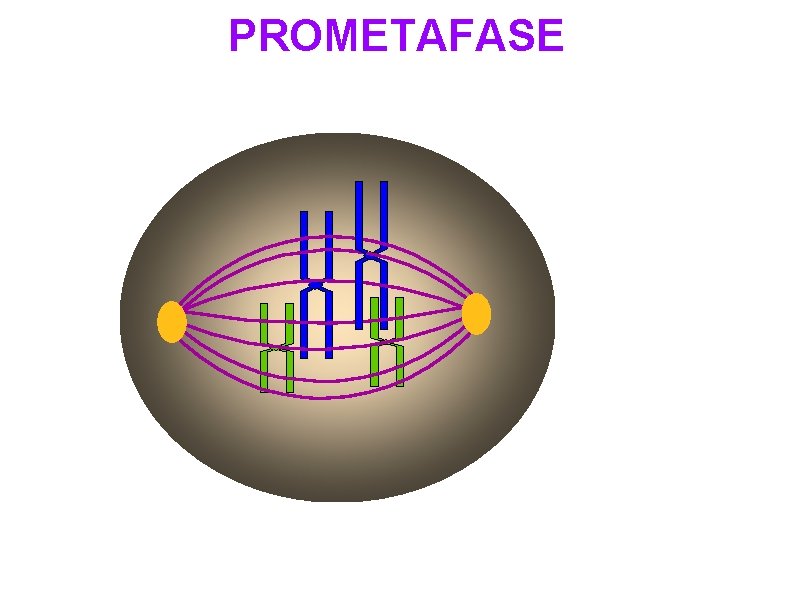 PROMETAFASE 