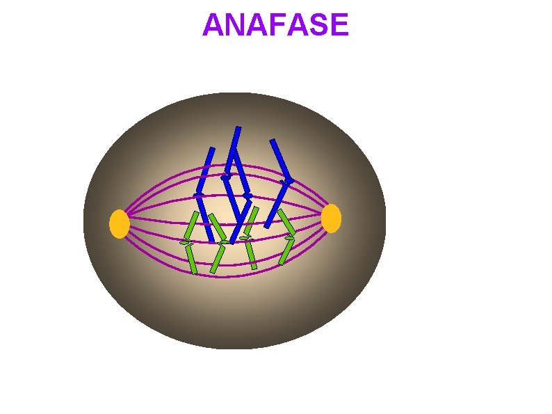 ANAFASE 