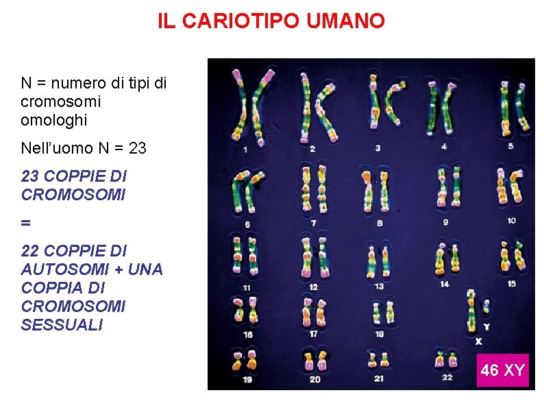 IL CARIOTIPO UMANO N = numero di tipi di cromosomi omologhi Nell’uomo N =