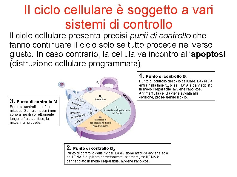 Il ciclo cellulare è soggetto a vari sistemi di controllo Il ciclo cellulare presenta