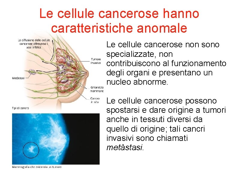 Le cellule cancerose hanno caratteristiche anomale Le cellule cancerose non sono specializzate, non contribuiscono