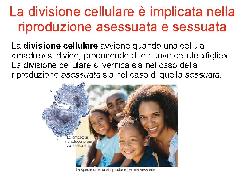 La divisione cellulare è implicata nella riproduzione asessuata e sessuata La divisione cellulare avviene