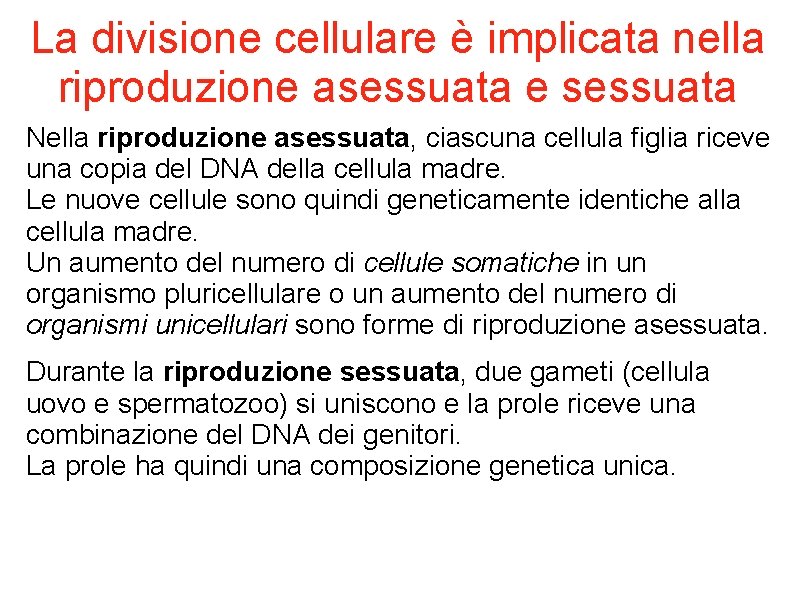 La divisione cellulare è implicata nella riproduzione asessuata e sessuata Nella riproduzione asessuata, ciascuna