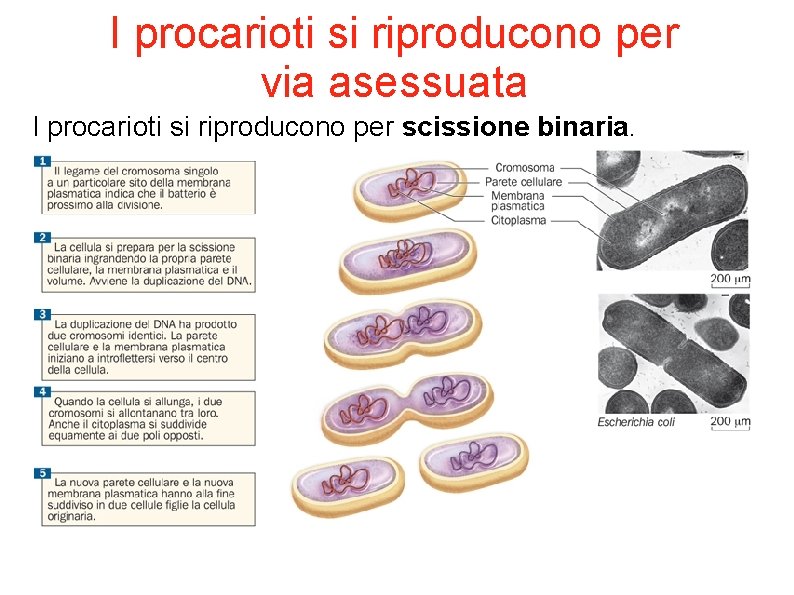 I procarioti si riproducono per via asessuata I procarioti si riproducono per scissione binaria.