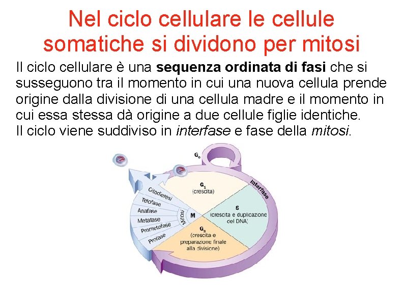 Nel ciclo cellulare le cellule somatiche si dividono per mitosi Il ciclo cellulare è