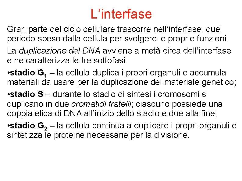 L’interfase Gran parte del ciclo cellulare trascorre nell’interfase, quel periodo speso dalla cellula per