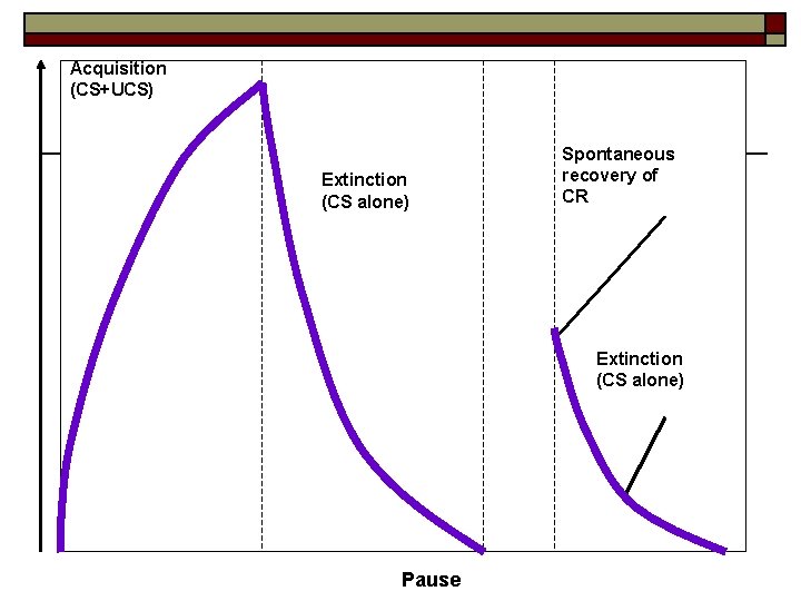 Acquisition (CS+UCS) Extinction (CS alone) Spontaneous recovery of CR Extinction (CS alone) Pause 