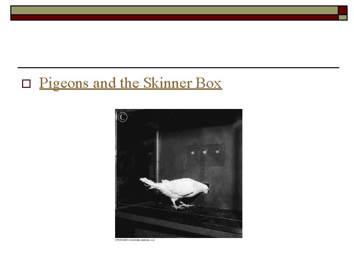 o Pigeons and the Skinner Box 