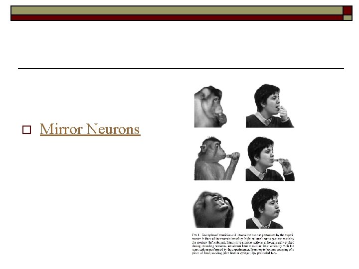 o Mirror Neurons 