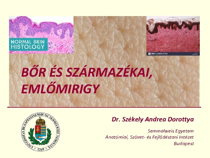BŐR ÉS SZÁRMAZÉKAI, EMLŐMIRIGY Dr. Székely Andrea Dorottya Semmelweis Egyetem Anatómiai, Szövet- és Fejlődéstani