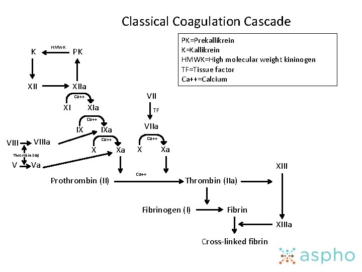 Classical Coagulation Cascade K HMWK XII PK=Prekallikrein K=Kallikrein HMWK=High molecular weight kininogen TF=Tissue factor