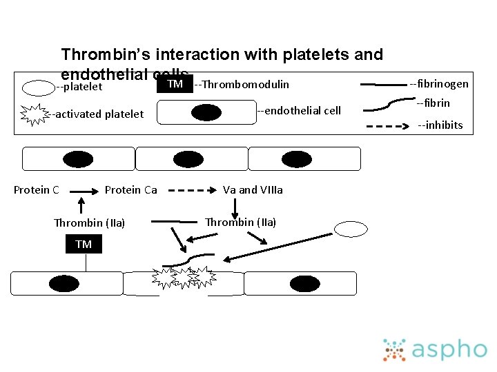 Thrombin’s interaction with platelets and endothelial cells TM --Thrombomodulin --platelet --activated platelet Protein Ca