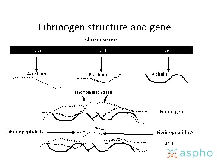 Fibrinogen structure and gene Chromosome 4 FGA Aα chain FGB Bβ chain FGG γ