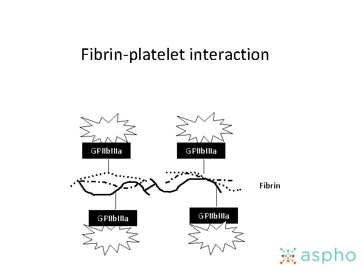 Fibrin-platelet interaction GPIIb. IIIa Fibrin GPIIb. IIIa 