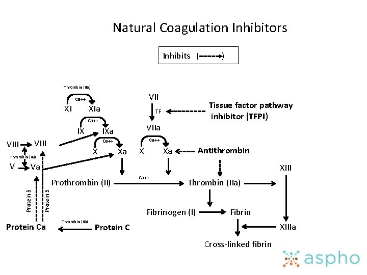 Natural Coagulation Inhibitors Inhibits ( ) Thrombin (IIa) VII Ca++ XI XIa Ca++ IX