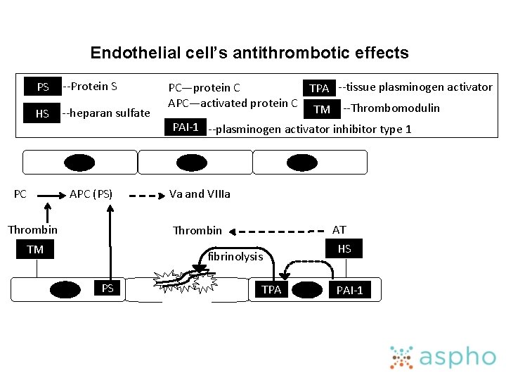 Endothelial cell’s antithrombotic effects PS --Protein S HS --heparan sulfate PC APC (PS) Thrombin