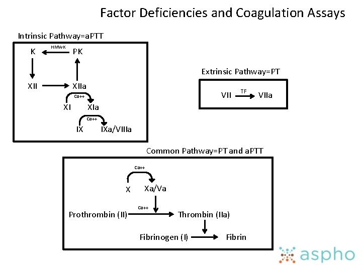 Factor Deficiencies and Coagulation Assays Intrinsic Pathway=a. PTT K HMWK PK Extrinsic Pathway=PT XIIa