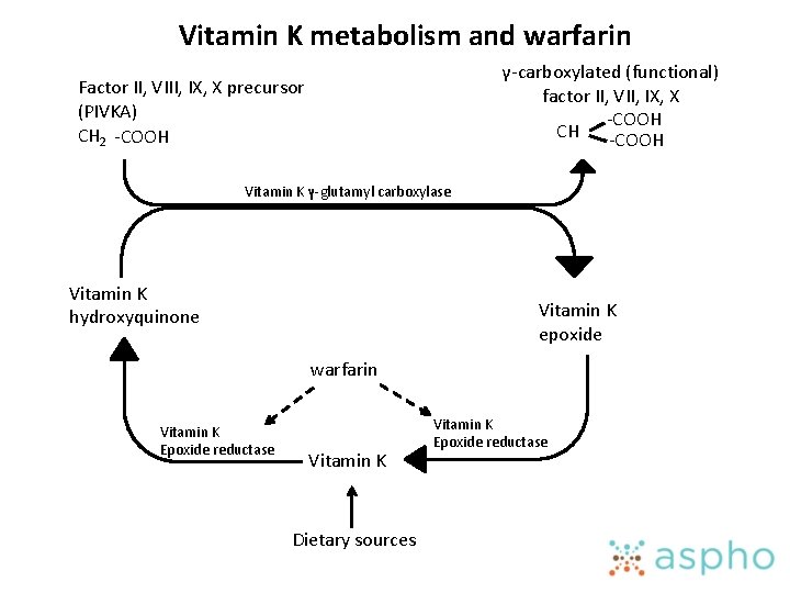Vitamin K metabolism and warfarin γ-carboxylated (functional) factor II, VII, IX, X -COOH CH
