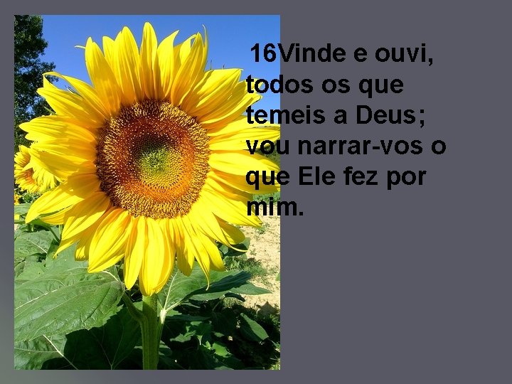 16 Vinde e ouvi, todos os que temeis a Deus; vou narrar-vos o que