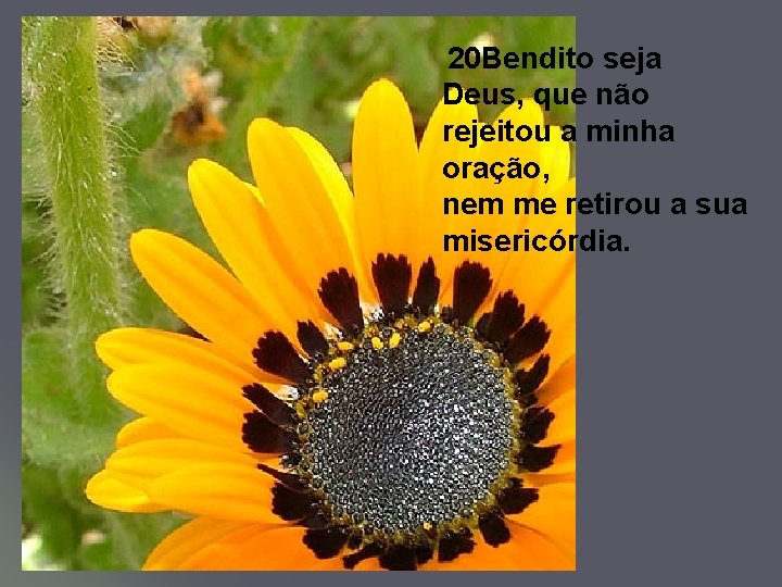 20 Bendito seja Deus, que não rejeitou a minha oração, nem me retirou a